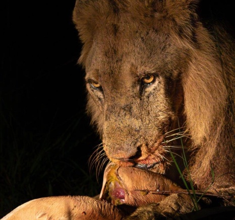 Sabi Sabi Jason Street Avoca