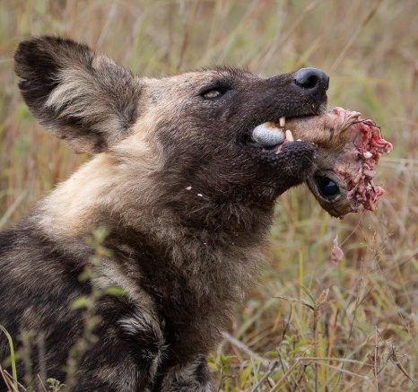 A wild dog holds a steenbok head in its mouth. A wild dog holds a steenbok head in its mouth.