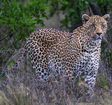 N'weti is one of the largest male leopards we have in the area and is 9 years of age. N'weti is one of the largest male leopards we have in the area and is 9 years of age.