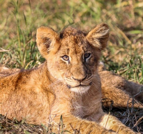 Msuthlu Pride cubs are playful in the morning sun Msuthlu Pride cubs are playful in the morning sun