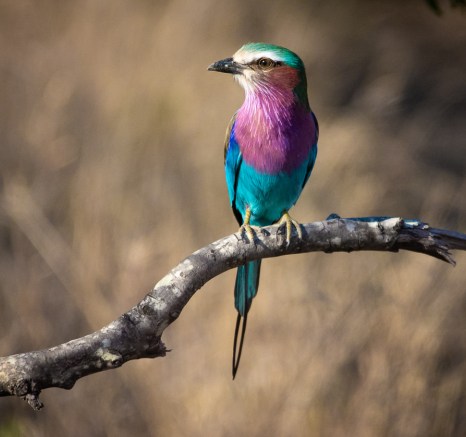 A lilac breasted roller sits atop a small branch