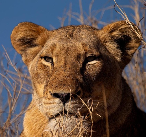 A close-up of a lioness’s face from the Msuthlu Pride, capturing her fierce and protective demeanour. A close-up of a lioness’s face from the Msuthlu Pride, capturing her fierce and protective demeanour.