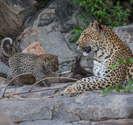 Golonyi and her cub play on a rocky outcrop.