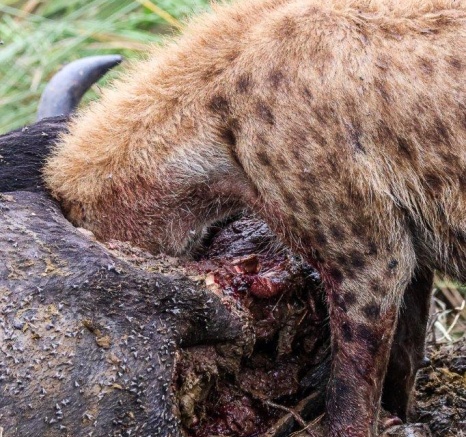 Ruan Mey Hyena Ruan Mey Hyena