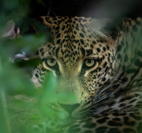 Nottins Male Benjamin Loon Nottins Male Benjamin Loon