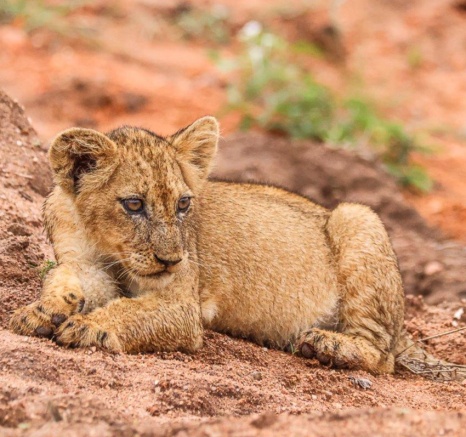One of the Msuthlu lion cubs rests between playing with its mother and the other cubs. One of the Msuthlu lion cubs rests between playing with its mother and the other cubs.