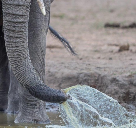 Sabi Sabi Ruan Mey Elephant Drinking Sabi Sabi Ruan Mey Elephant Drinking