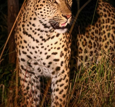 Sabi Sabi Ruan Mey Unnamed Male At Night