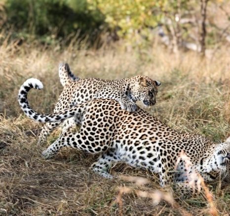 Sabi Sabi Jan Nel Golonyi Plays With Cub