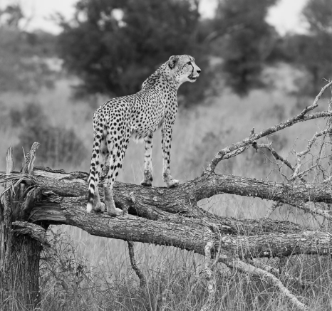 A cheetah stands on a fallen tree trunk