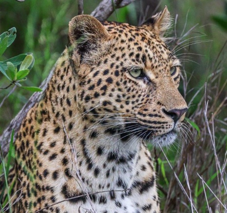 Golonyi is impressive for her 3 years of age, establishing her own territory and successfully protecting it. Golonyi is impressive for her 3 years of age, establishing her own territory and successfully protecting it.