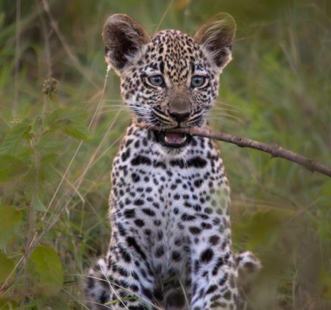 The Tengile cub plays with a stick. The Tengile cub plays with a stick.