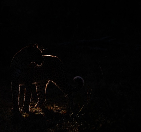 A27Jamiel Golonyi 30 01 23 Crop Final