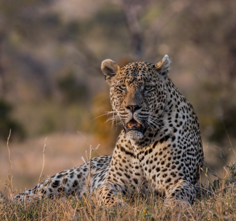 The formidable leopard, known as N'weti, rests in the veld. 