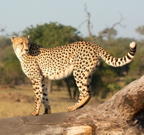 A Week in the Bush Vol. 502 I Sabi Sabi