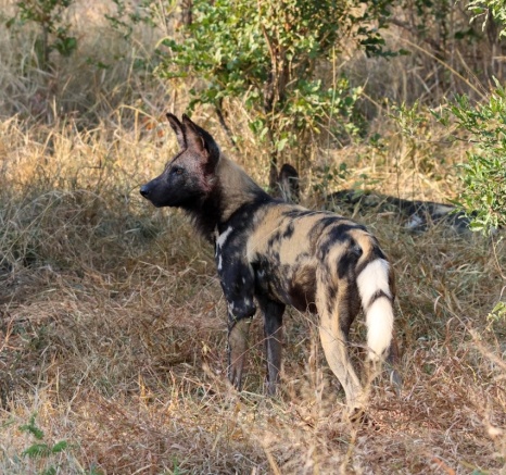 Sabi Sabi Jan Nel Wild Dog Walking