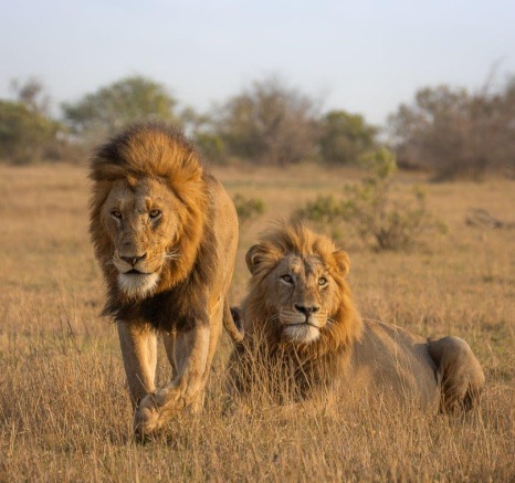 Two Gijima male lions rest after finishing a big meal. 