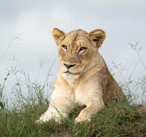A lioness from the Talamati pride were found in an open area with full bellies. A lioness from the Talamati pride were found in an open area with full bellies.