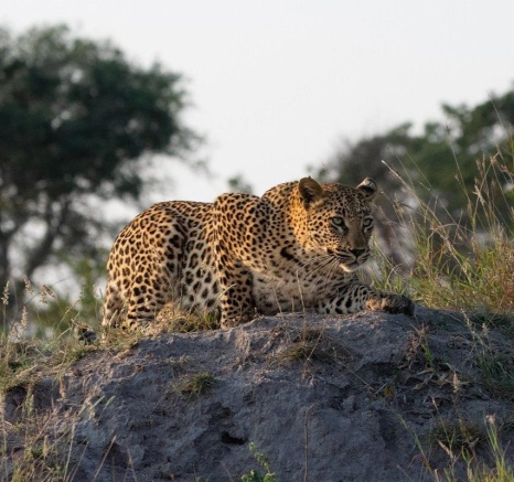 Guest at Sabi Sabi are thrilled to watch Golonyi the leopard stalk its prey.