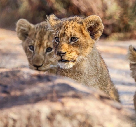 Two tiny cubs, around 6-8 weeks old Two tiny cubs, around 6-8 weeks old