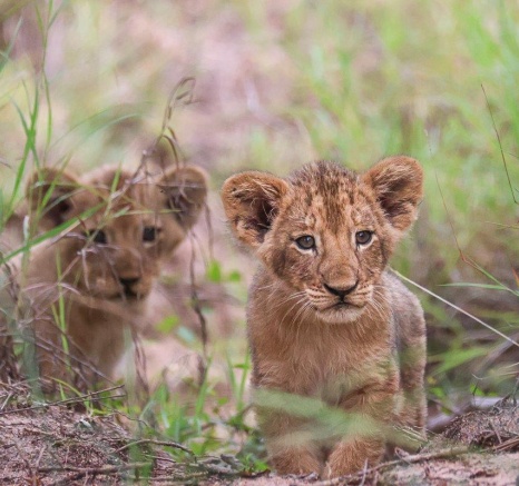Talamati Two Cubs Ruan Mey Talamati Two Cubs Ruan Mey