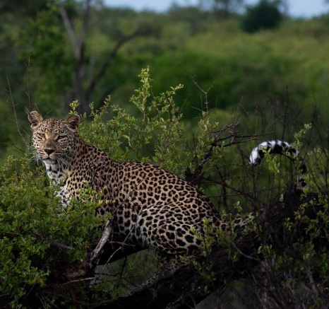 Ntsumi among the lush green veld. Ntsumi among the lush green veld.