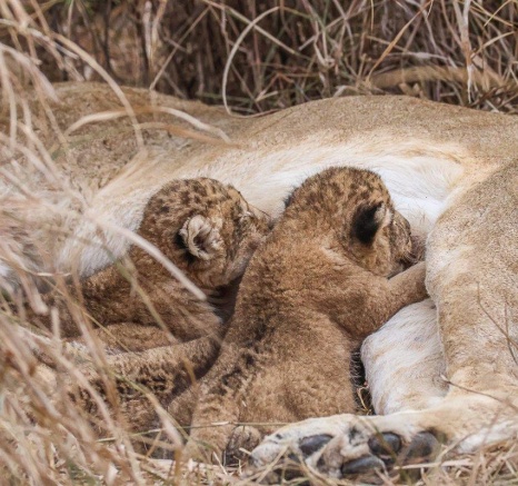 Msuthlu Pride cubs feeding on their mother's milk, ensuring their growth and survival.