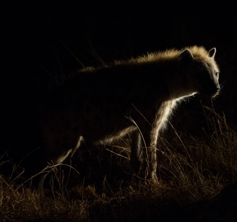 A hyena spotted in the bushveld during the darker hours