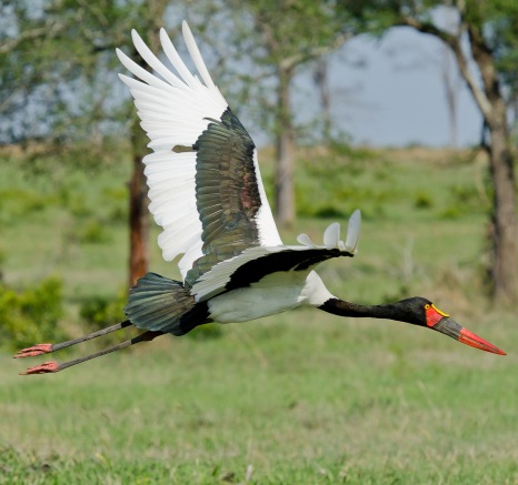 A saddle billed stork flies low to the grassland with its feathers, legs and beak outstretched