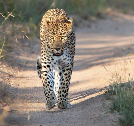 The beautiful Golonyi leopard trails a herd of impala at a safe distance. The beautiful Golonyi leopard trails a herd of impala at a safe distance.