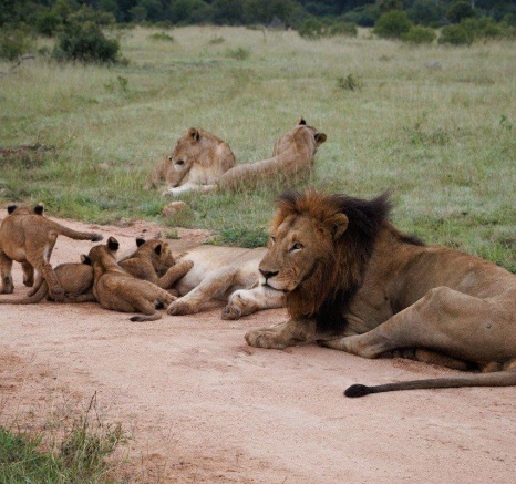 The adults observe with regal dignity as their energetic cubs romp and tumble. The adults observe with regal dignity as their energetic cubs romp and tumble.
