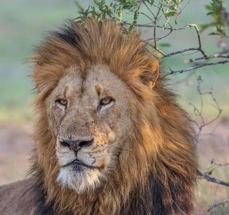 Sabi Sabi Ruan Mey Gijima Male Lion Sabi Sabi Ruan Mey Gijima Male Lion