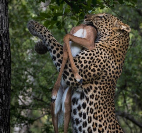 Ntsumi hoists an impala kill up a tree to safety from other scavenging animals. 