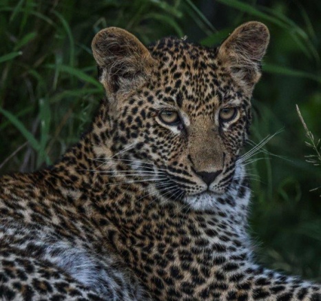 Ntsumi Cubs Ruan Mey Ntsumi Cubs Ruan Mey