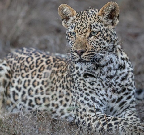 Tengile's cub resting after feeding