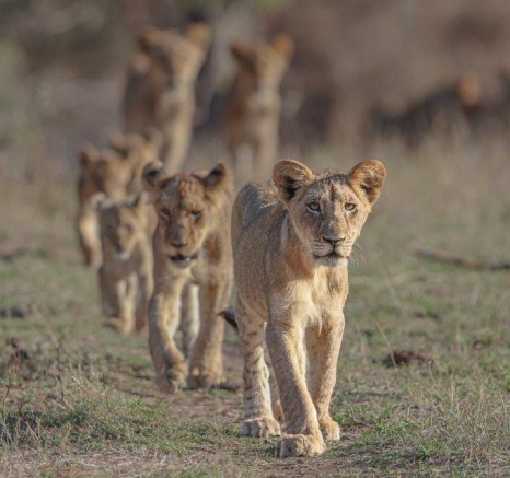 Msuthlu Pride lions walking in a relaxed group, moving together under the watchful gaze of the Gijima males.