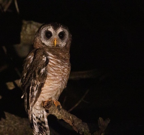 Wood Owl Sabi Sabi Night Drive