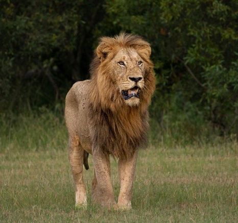 Ronald Mutero  Gojima