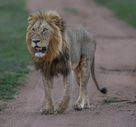 The dominant Gijima male walks down the road without fear. 