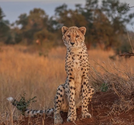 Sabi Sabi Ruan Mey Cheetah Watching