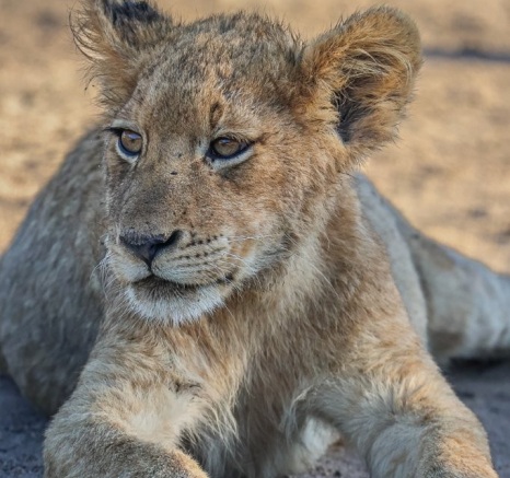 Sabi Sabi Ruan Mey Msuthlu Young Lion