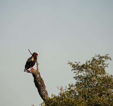 A predatory Bataleur Eagle uses the height of a dead tree branch to gain perspective of its surroundings. 