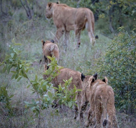 They moved through the wet grass, with the mother lionesses paving a route for the cubs to follow along, one by one, in a line.