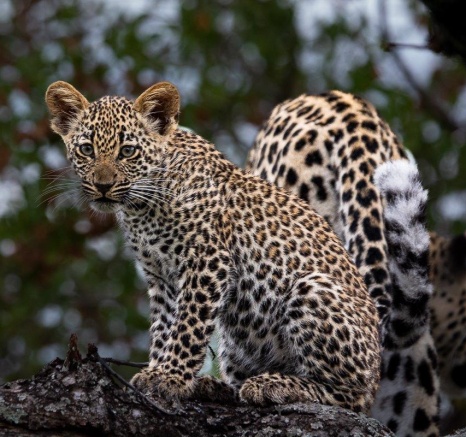 Tengile's cub is learning so much from her young mother. Tengile's cub is learning so much from her young mother.