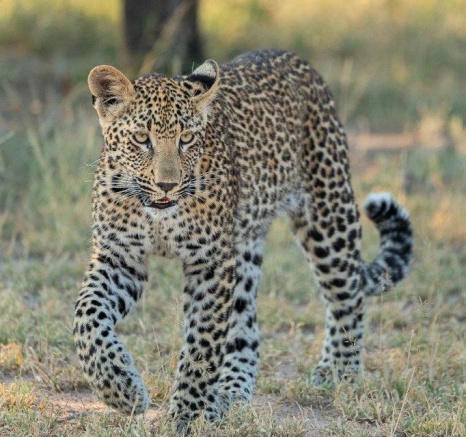One of Ntsumi's cubs is growing up to be a strong and impressive sub-adult. 