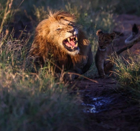 One of the Gijima male lions bears his teeth as a cub plays a little too close. One of the Gijima male lions bears his teeth as a cub plays a little too close.
