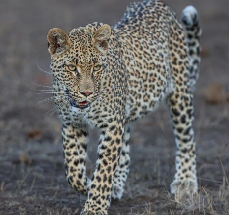 Ntsumi’s cub pacing around, observing her surroundings of the Sabi Sabi reserve.