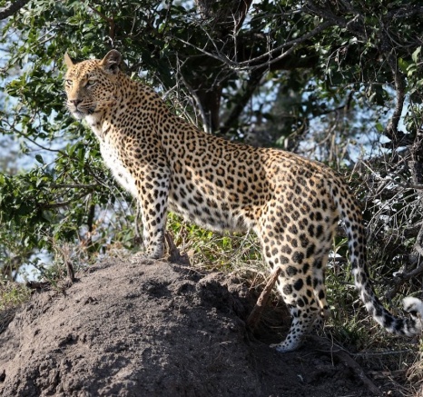 Sabi Sabi Jan Nel Golonyi On Rock