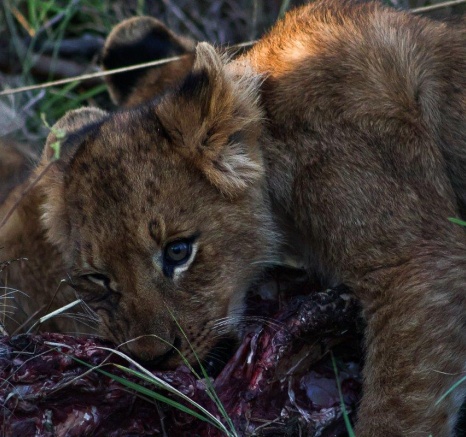 A cub in the Southern Pride takes his share of the kill.