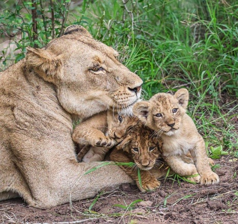 Talamati A Mothers Love Ruan Mey Talamati A Mothers Love Ruan Mey